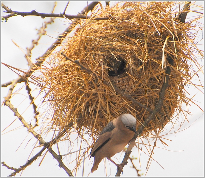 2012-02-20 12-24-31織巢鳥的鳥巢.JPG